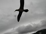 Isla del Coco - 157